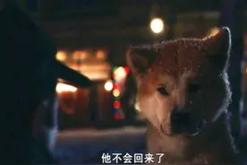 狗狗对自己的主人有多忠心，看完让人泪奔图片