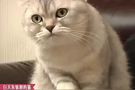 猫咪夜晚发情时，在你靠近它后，它竟会变成这样图片