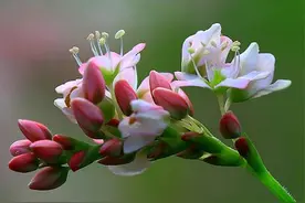 小小的花朵也有美丽的能量——荞麦花竟然那么惹人爱！图片