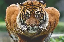 人类赤手空拳能战胜老虎？看完这几张图就知道了图片