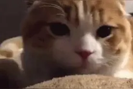 网友每天刚睡醒时就会被爱猫这样盯着...图片