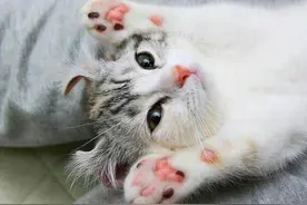 你不知道的"猫肉垫"小知识！图片