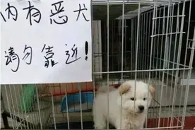 奉上狗狗搞笑图 原来搞笑这么简单图片