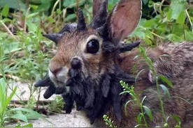 兔子得了罕见的疾病脸上不停长角出来，最终这些角会覆盖掉它的脸图片