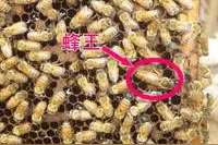 养蜂提高交尾群效率的措施图片