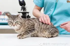 家有爱猫必看：猫咪一定要打疫苗吗？图片