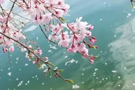 山语散话——樱花图片