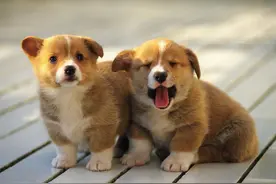 狗狗容易发生什么疾病，我们该怎么去预防！图片