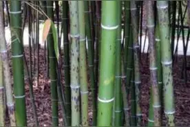 你们知道吗？赣州有个地方叫九堡，居然是这九宝！图片