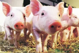 五分钟看懂母猪第二胎综合征图片