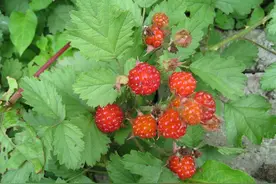 农村小孩夏天吃过的东西！“蛇果”“桑葚”还记得吗？满满的回忆图片