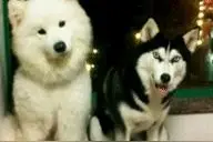 汪星人gif：这就是高富帅与屌丝的区别！图片
