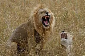 豹子和狮子合体，生出来的孩子居然长这样！图片