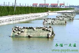甲鱼养殖周期缩短办法图片