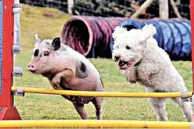 家有宠物：小猪和狗狗在一起打闹奔跑，萌翻了~图片