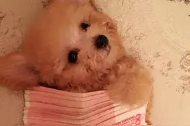 买来一只可爱小茶杯犬，一个月后它不小心从沙发上掉下摔死了图片