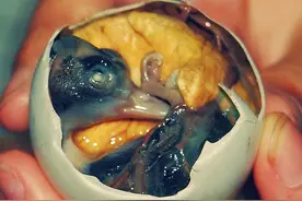 世界12大恐怖食物,你敢吃吗？皮蛋竟也上榜图片