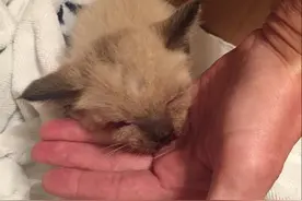 小猫从行驶车的上跌下摔得眼睛鼻子都在流血，最后它顽强的活下来图片