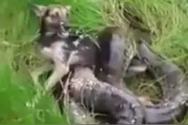 狗狗被巨蟒缠绕，主人拿到砍死巨蟒后狗狗却未能得救图片