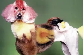 狗狗五官美容图片