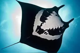 墨西哥海底发现魔鬼鱼：黑白花纹酷似骷髅！图片