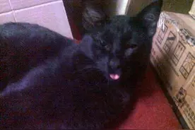 流浪猫天天来蹭饭，居然只送我姐老鼠，不送给我，原来暗含隐情！图片