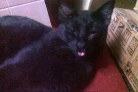 流浪猫天天来蹭饭，居然只送我姐老鼠，不送给我，原来暗含隐情！图片