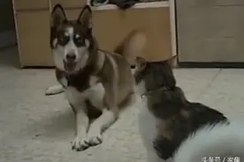 二哈跟猫咪打架，全程逗逼表现，这表情包，连小伙伴都看不下去了图片