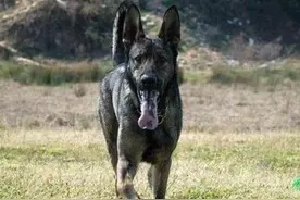 狼青——优良的狼犬和狼结合的产物，据说性格比较冷血...图片