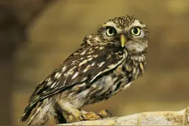 山海经|神兽的前世今生（十）图片