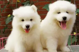 狗狗换毛，不要嫌弃他们，正确的方式图片