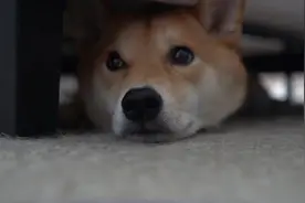 柴犬喜欢趴在床底怎么办？就没加过这么执着的狗，怎么哄都不出来