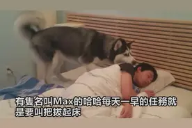 二哈闹钟吵不醒主人干脆一起睡！主狗俩甜蜜赖床模样，笑翻了网友