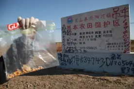 中国发现大面积非法转基因玉米 种子来源成谜图片