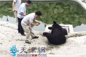 天津动物园“熊孩子”太调皮 打翻井盖卡住熊掌图片