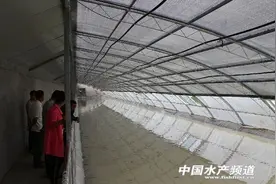 建设兵团十师另辟蹊径6万尾泥鳅长势喜人图片