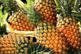 台湾凤梨新吃法 奈尔蒂优格菠萝酵素粉图片