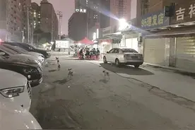 随意弃养致流浪狗频频伤人图片