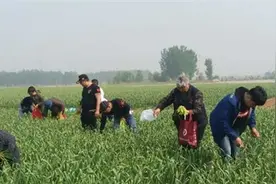 开封爱源公益志愿者帮助抽蒜薹 解难蒜农愁图片