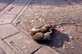 两只猫扭打在一起，猫毛掉一地！