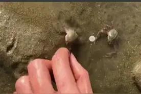 很暖心，抓螃蟹时，公蟹冲过来紧紧抱着母蟹 这就是爱情的模样️视频封面