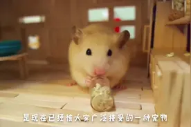 仓鼠其实是液体的？不仅能口吞大棒，还会摊成鼠饼视频封面