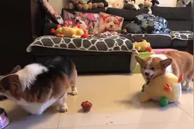 2只小狗狗抢玩具，假装很凶的样子，真逗视频封面