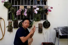 如果蝴蝶兰得了软腐病怎么办？蝴蝶兰的伤病处理示范教学（二）