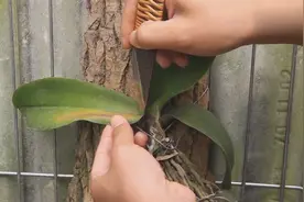 如果蝴蝶兰得了软腐病怎么办？蝴蝶兰的伤病处理示范教学