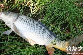 鲤鱼的生活习性和夏季钓鲤鱼的用饵技巧图片