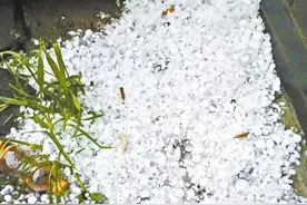 房山大兴遇冰雹袭击 大量农作物受损图片