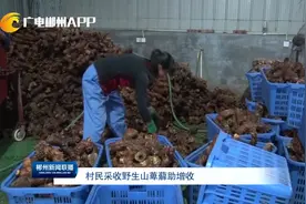 村民采收野生山萆（bì）薢（xiè）助增收，这种草药你见过吗？