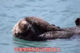 水獭宝宝躺在妈妈怀里乱动，妈妈只用一招，立马制服视频封面