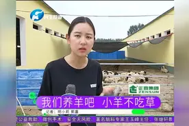 我们养羊吧 小羊不吃草视频封面